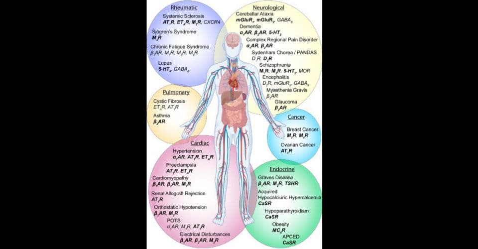 GPCR+ Autoantibody Testing